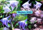 Skalare Silber Jungfische abzugeben