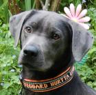 LA PAULI - Labrador - 1 Jahr - Tierhilfe-Franken e. V.