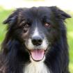 ALAIN DELON - Border Collie - 8 Jahre - Tierhilfe-Franken e. V.