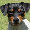 AMY FLOH - Pinscher-Mix - 1 Jahr - Tierhilfe-Franken e. V.