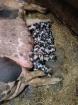 Bio-Ferkel Freilanfhaltung