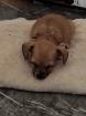 Jack-Russel -Chihuahua Mix Welpen