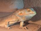 Bartagame sucht neues Heim