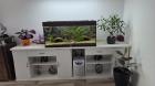 2 Harlekin Axolotl komplett mit Aquarium und Zubehör